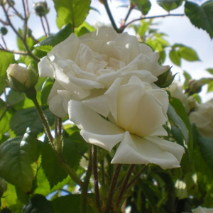 Hófehér - rambler, kúszó rózsa